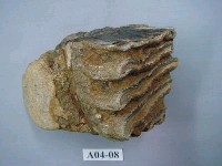 藏品(象齒化石)的圖片